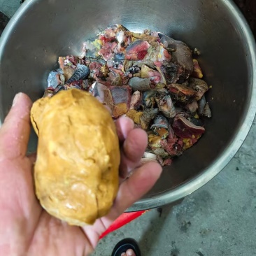 有没有收鸡宝的吗？