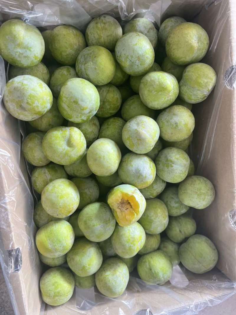 阿坝州青脆李大量上市了