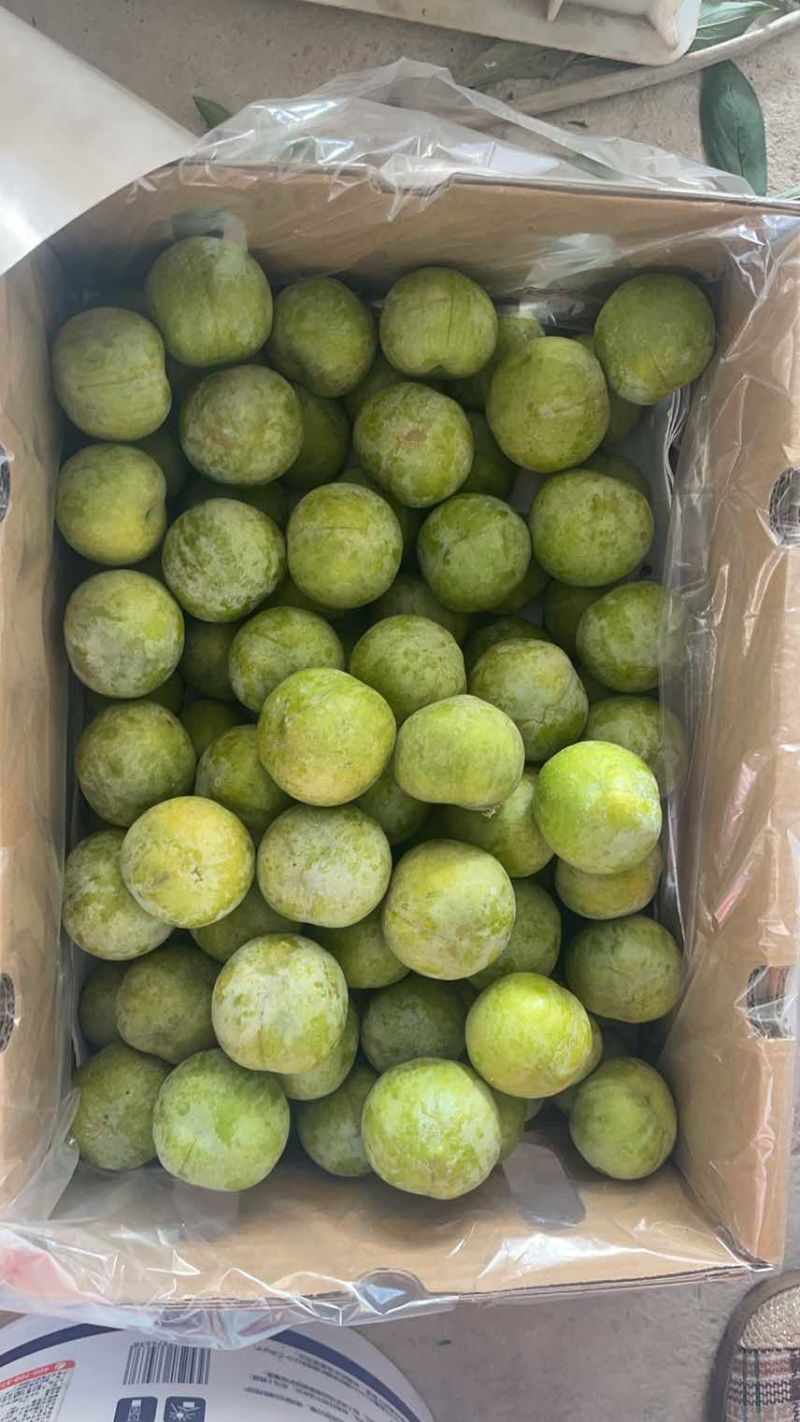 阿坝州青脆李大量上市了