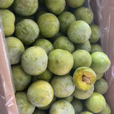 阿坝州青脆李大量上市了
