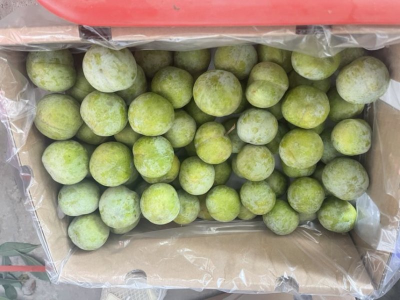 阿坝州青脆李大量上市了