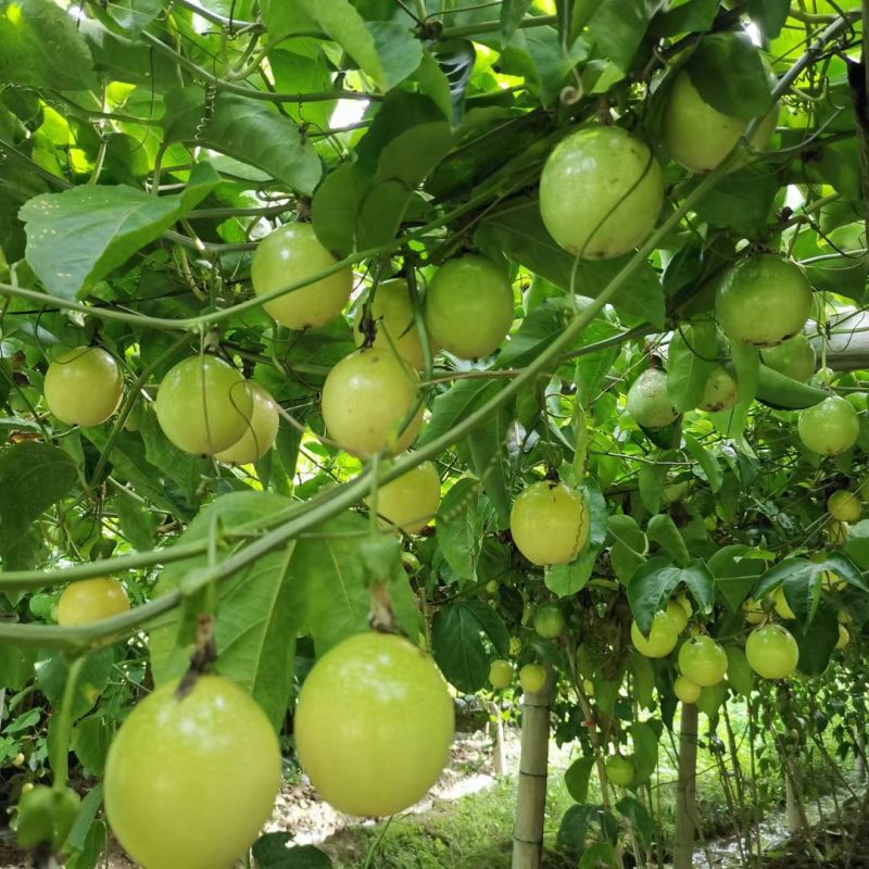 钦蜜九号黄金百香果