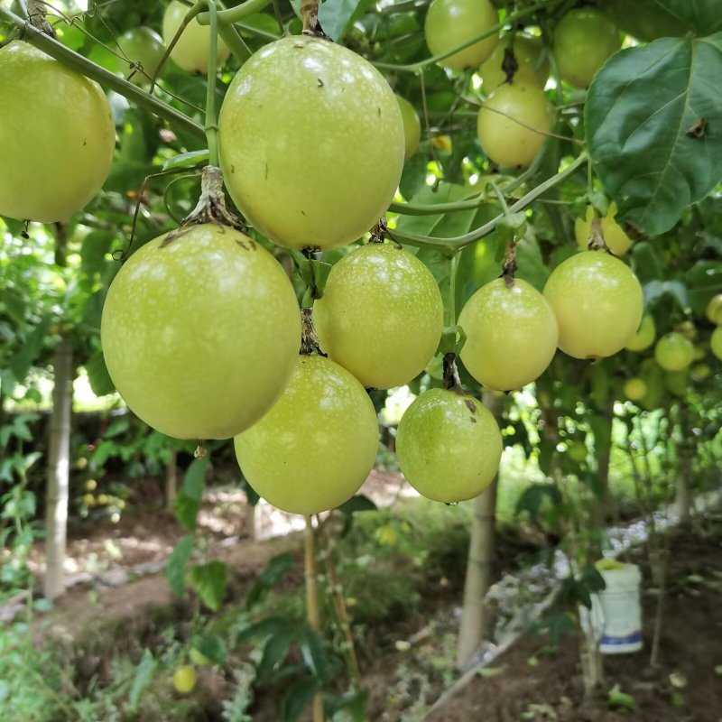 钦蜜九号黄金百香果