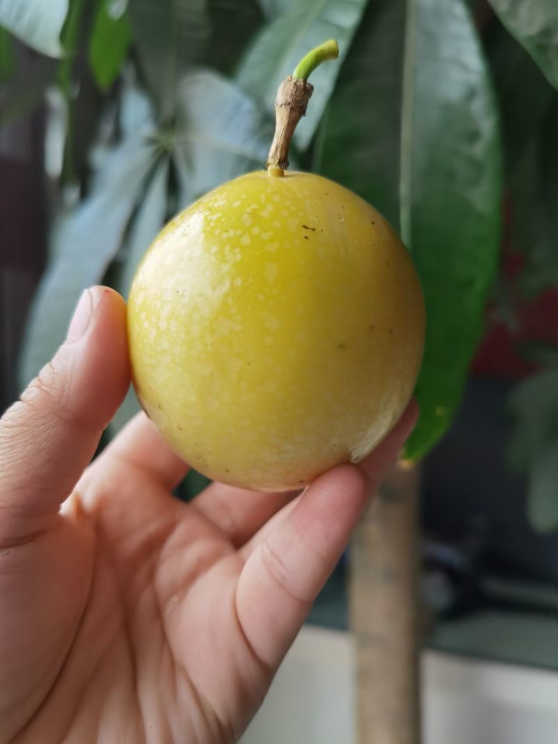 钦蜜九号黄金百香果