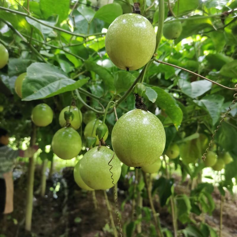 钦蜜九号黄金百香果