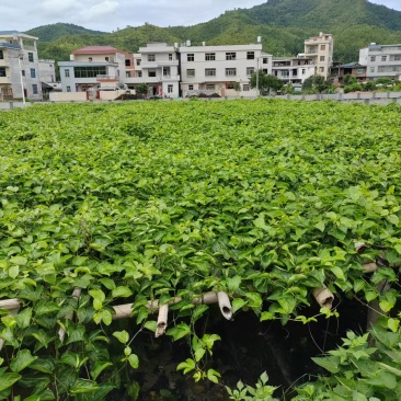 钦蜜九号黄金百香果