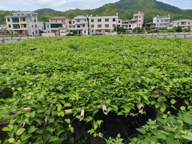 钦蜜九号黄金百香果