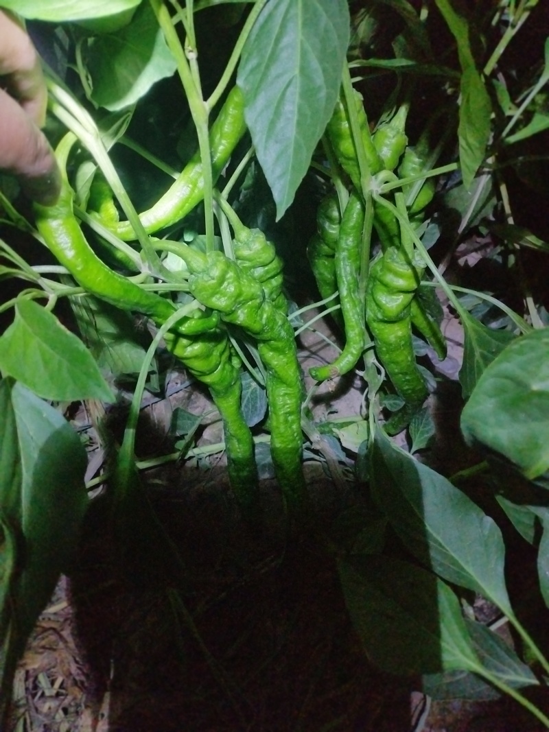 菜辣椒（螺丝椒）