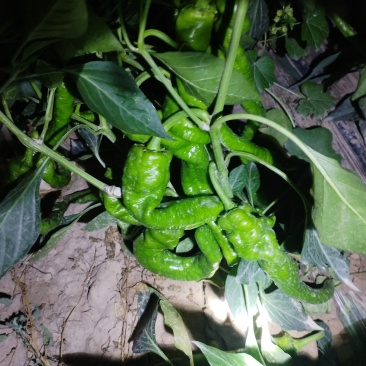 菜辣椒（螺丝椒）