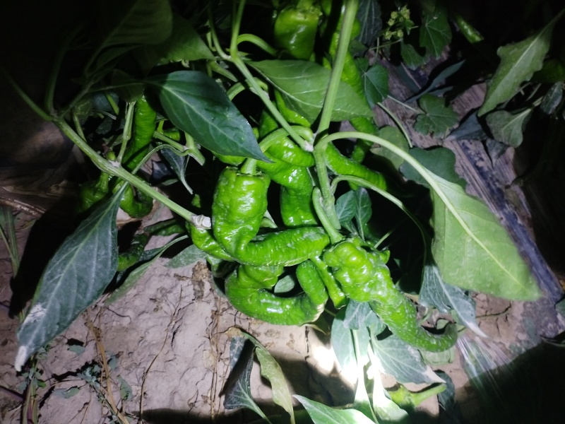 菜辣椒（螺丝椒）