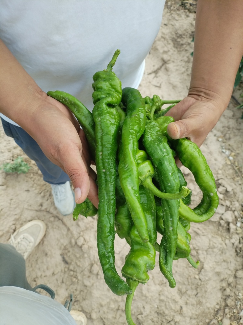 菜辣椒（螺丝椒）