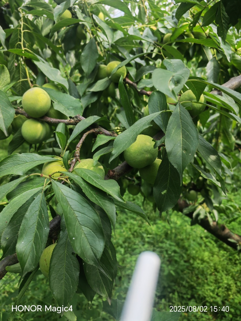 青脆李
