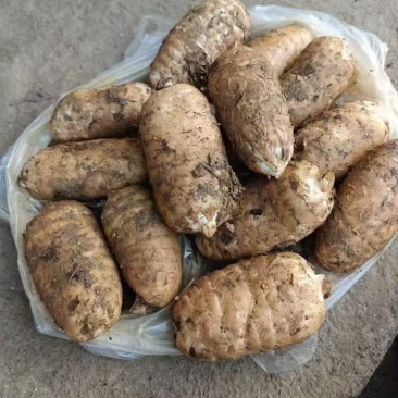昭通乌天麻，产量有20万斤