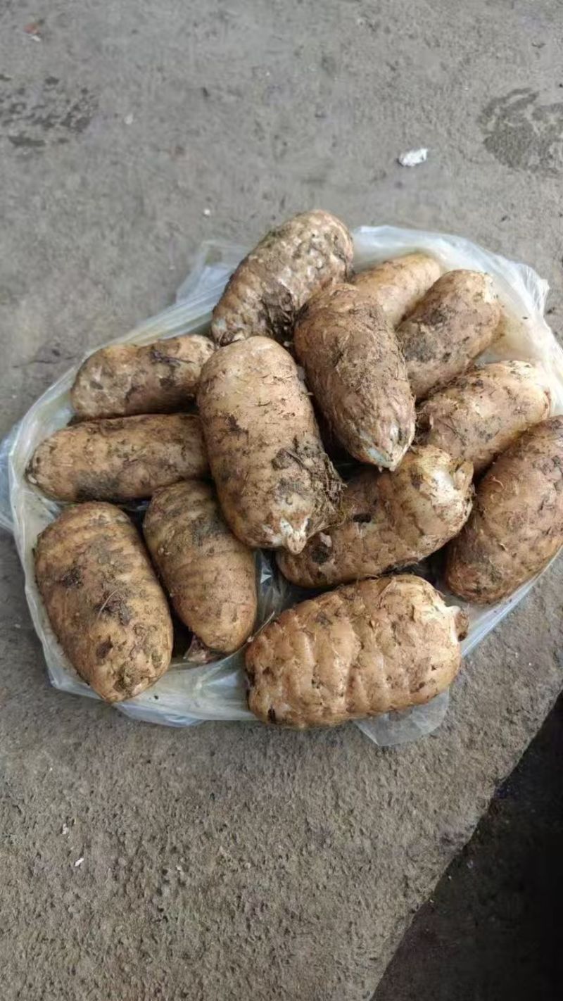 昭通乌天麻，产量有20万斤