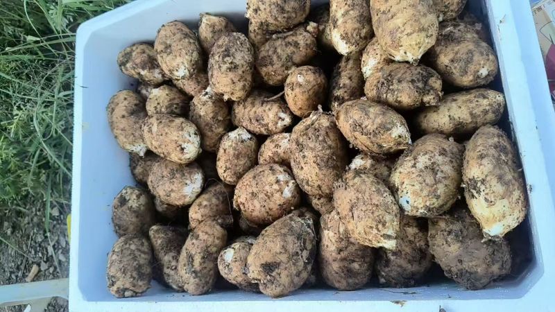 昭通乌天麻，产量有20万斤