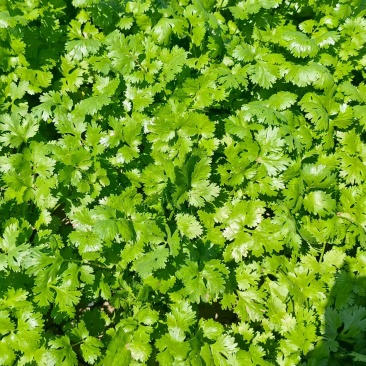 香菜