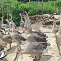 73天阳江鹅，9.23斤，1200只，桂林