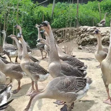73天阳江鹅，9.23斤，1200只，桂林
