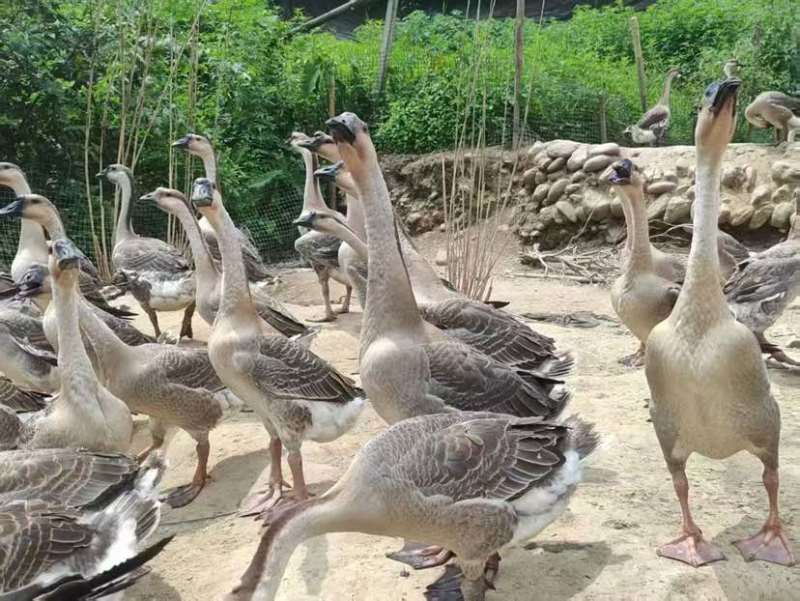73天阳江鹅，9.23斤，1200只，桂林