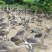 73天阳江鹅，9.23斤，1200只，桂林