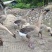 73天阳江鹅，9.23斤，1200只，桂林