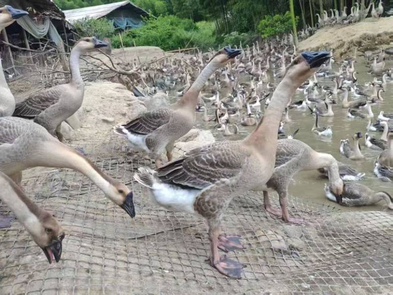 73天阳江鹅，9.23斤，1200只，桂林