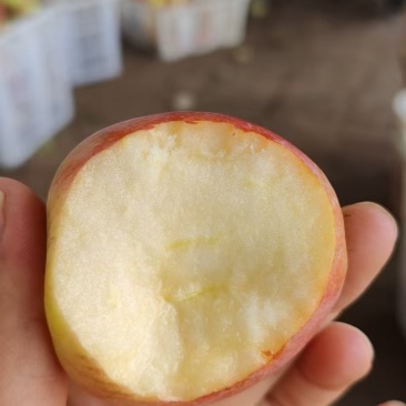 山东鲁丽苹果2万斤