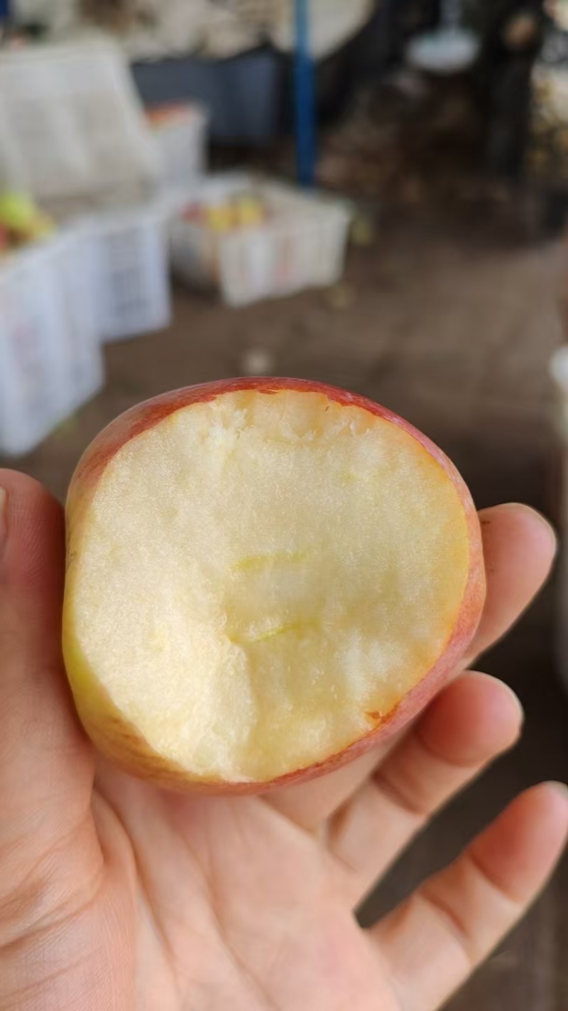 山东鲁丽苹果2万斤