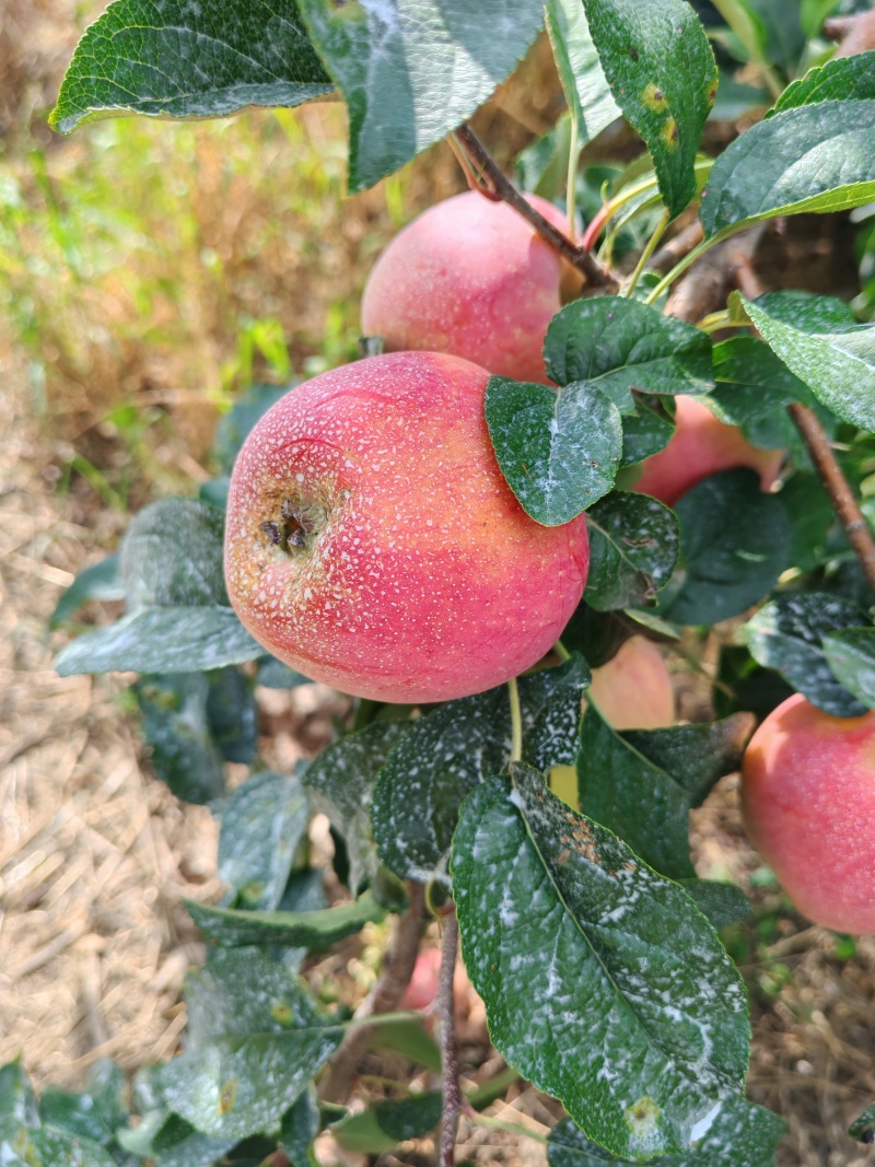 山东鲁丽苹果2万斤