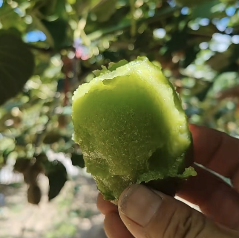 山东淄博博山猕猴桃