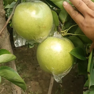 山东阳信富硒梨