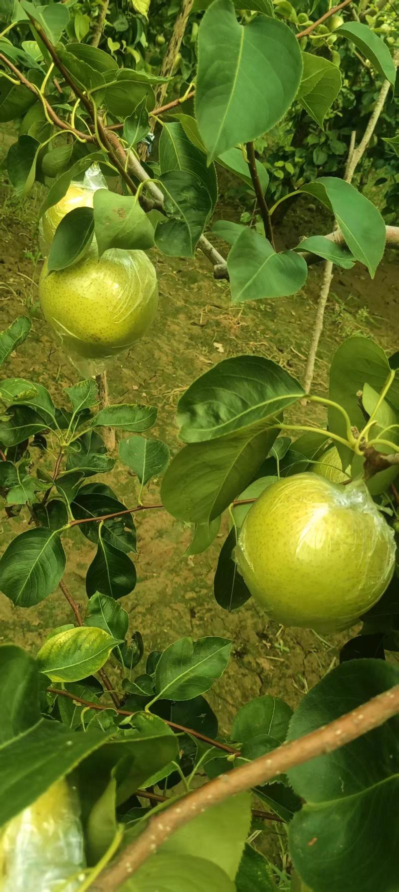 山东阳信富硒梨