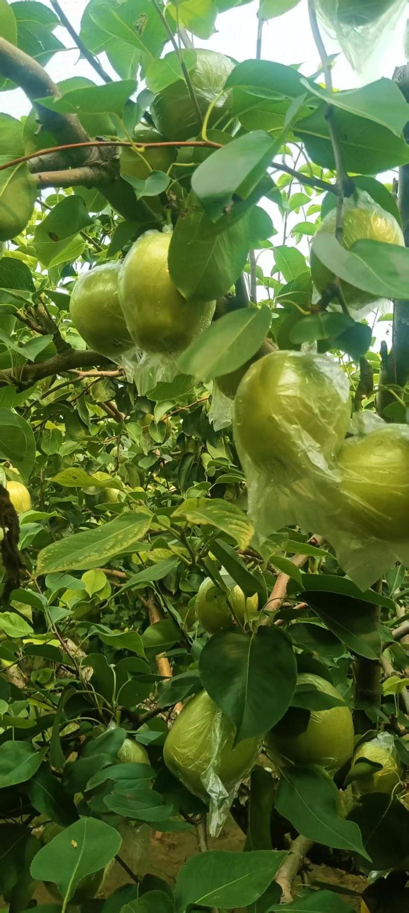 山东阳信富硒梨