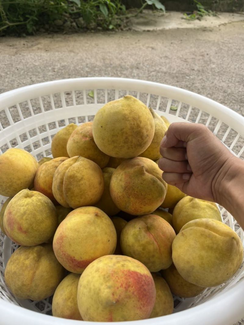 自己种的黄桃，几乎不打农药，个头在4两到8两，甜度在14到1