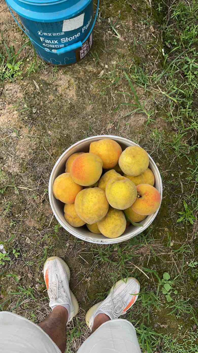 自己种的黄桃，几乎不打农药，个头在4两到8两，甜度在14到1
