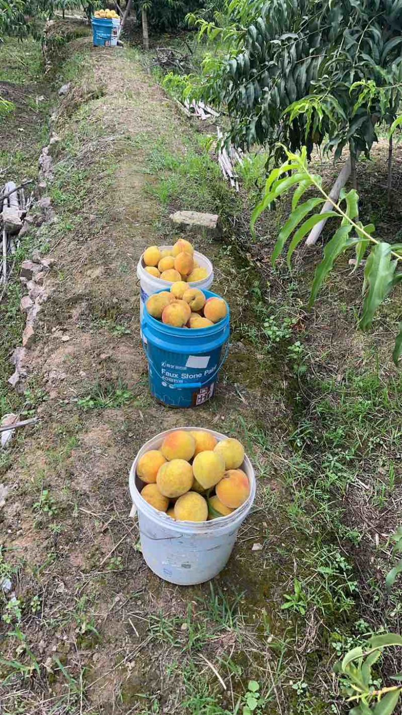 自己种的黄桃，几乎不打农药，个头在4两到8两，甜度在14到1