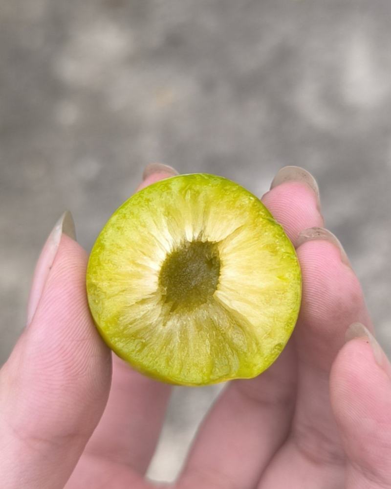青脆李