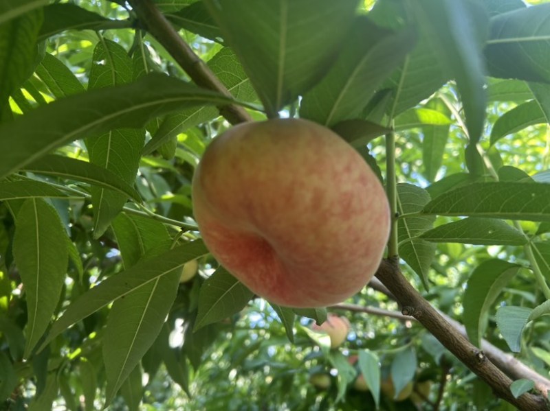 新疆143自家小院蟠桃