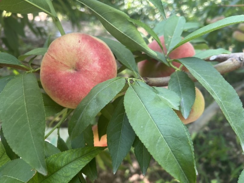 新疆143自家小院蟠桃