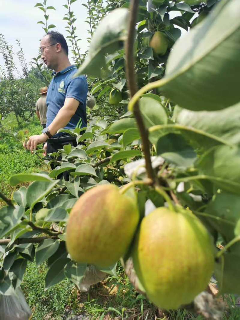 德州乐陵果园基地自种一百亩新梨七号成熟，头茬梨四两起步口感好