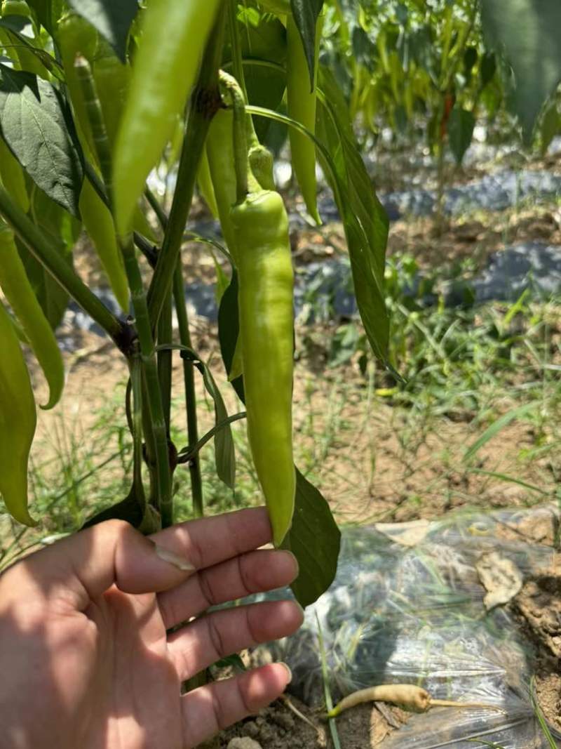 广西白玉椒