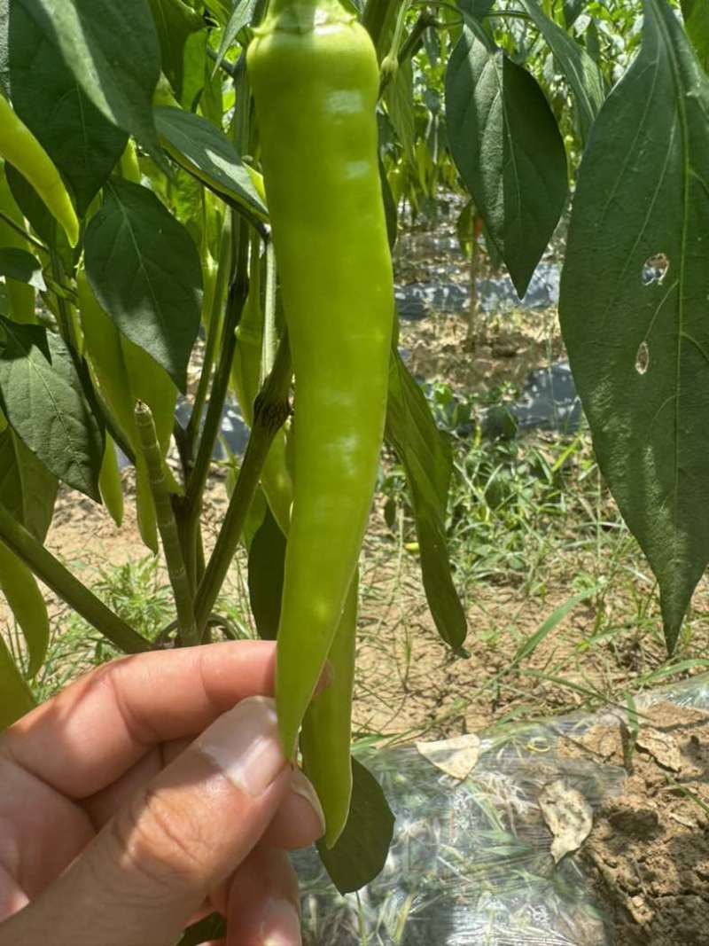 广西白玉椒