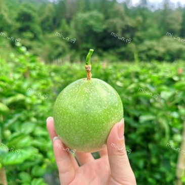 钦蜜九号黄金百香果