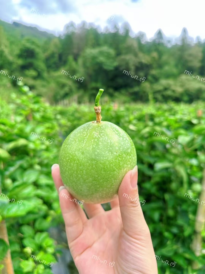 钦蜜九号黄金百香果