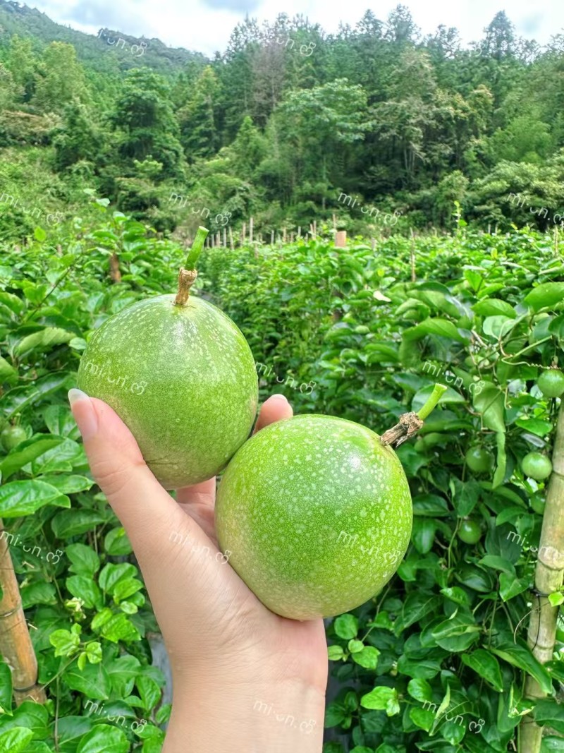 钦蜜九号黄金百香果