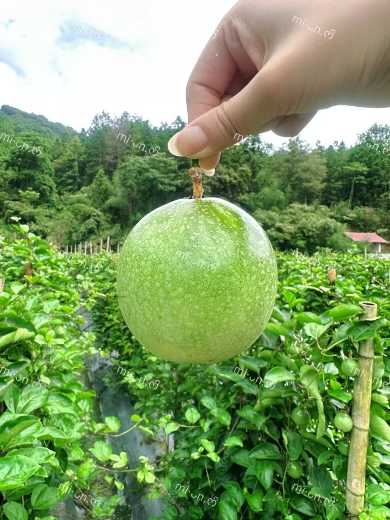 钦蜜九号黄金百香果