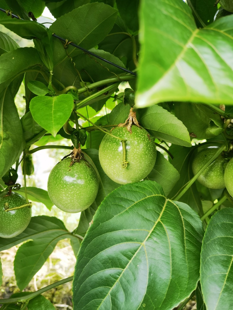 钦蜜九号黄金百香果