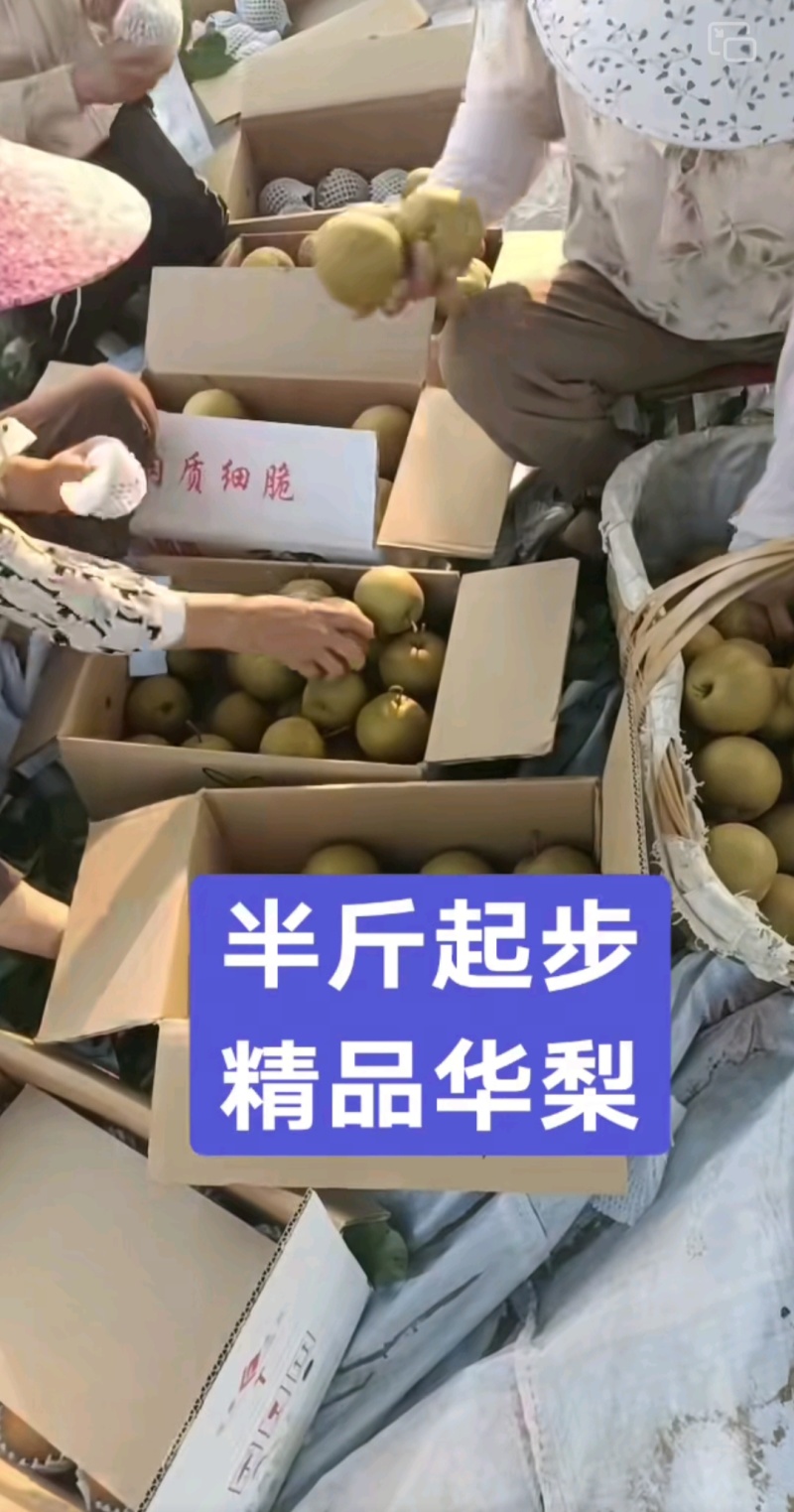 旧口砂梨，华梨