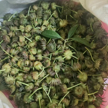 莽草