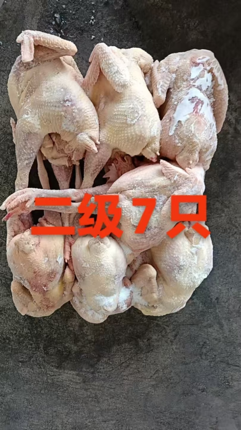 老母鸡蛋鸡白条7-10只一级二级便宜处理价格你定